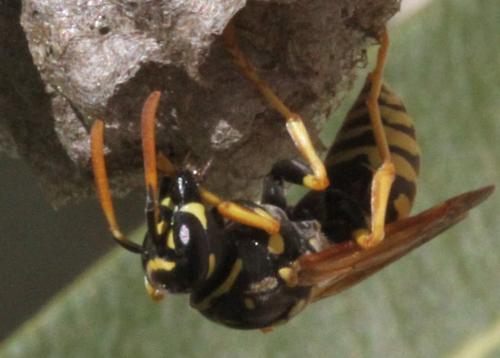 Réf. 336 066 : Polistes dominula